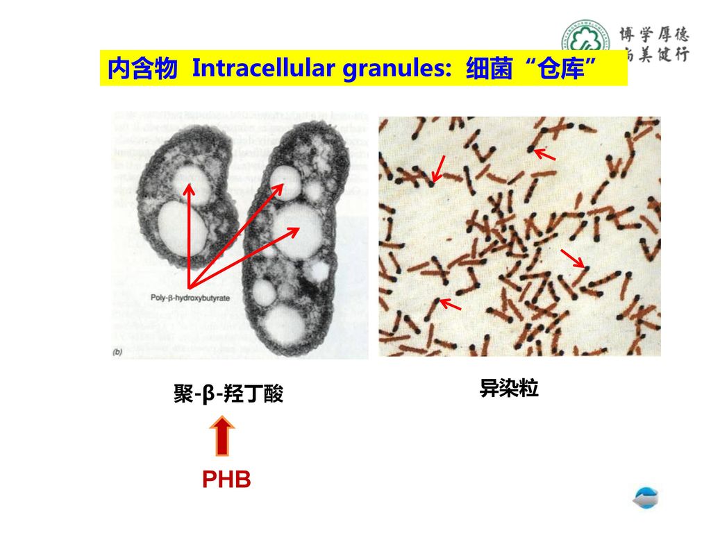内含物 Intracellular granules: 细菌 仓库