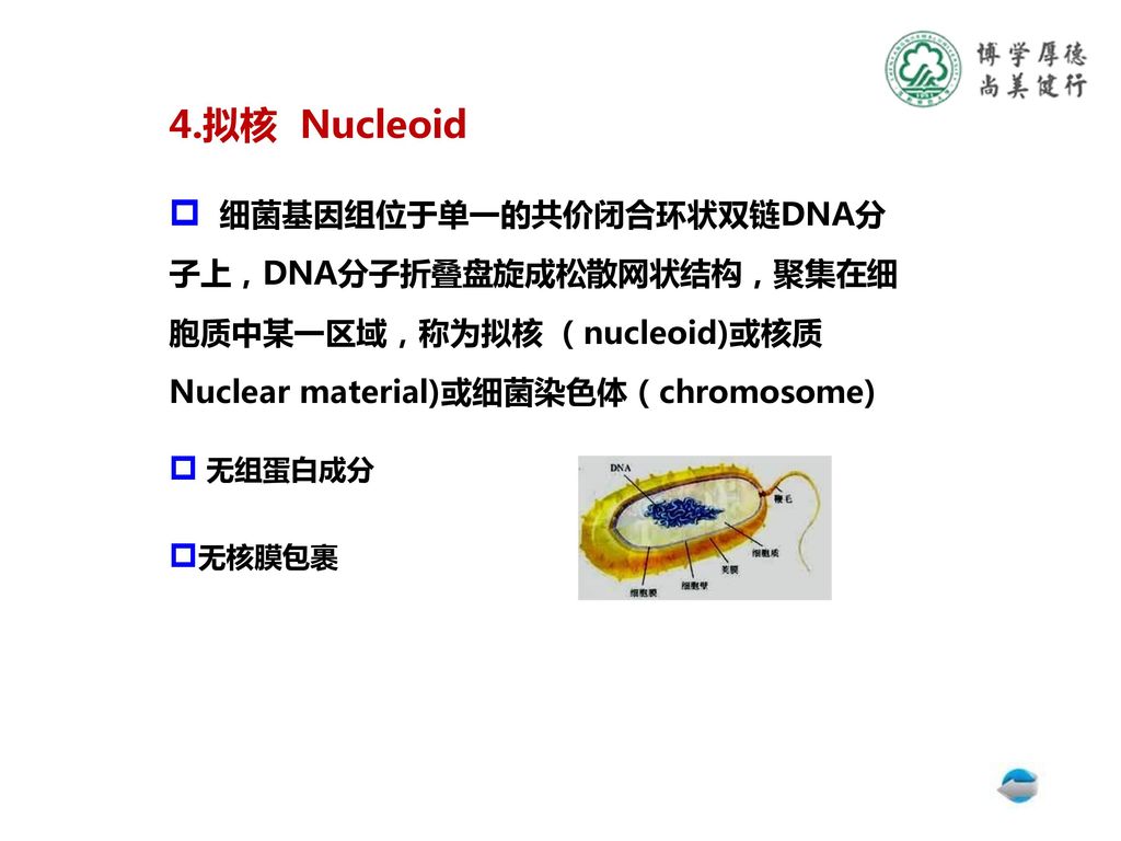 4.拟核 Nucleoid 细菌基因组位于单一的共价闭合环状双链DNA分子上，DNA分子折叠盘旋成松散网状结构，聚集在细胞质中某一区域，称为拟核 （nucleoid)或核质Nuclear material)或细菌染色体（chromosome)
