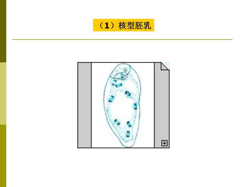 （1）核型胚乳