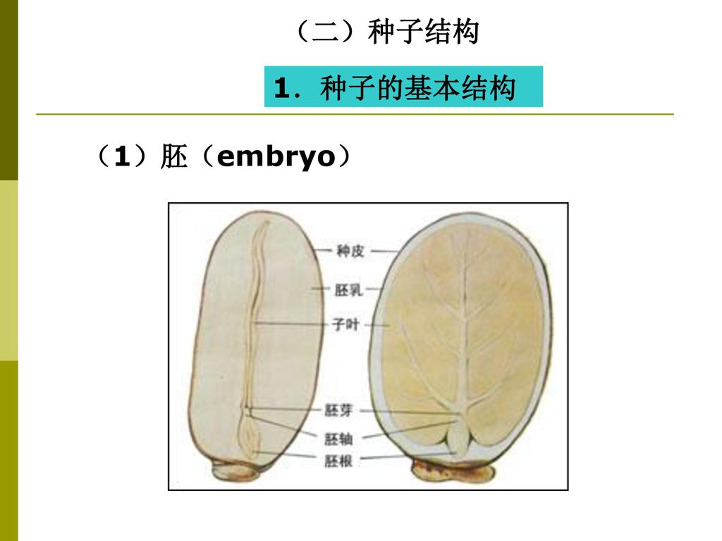 （二）种子结构 1．种子的基本结构 （1）胚（embryo）