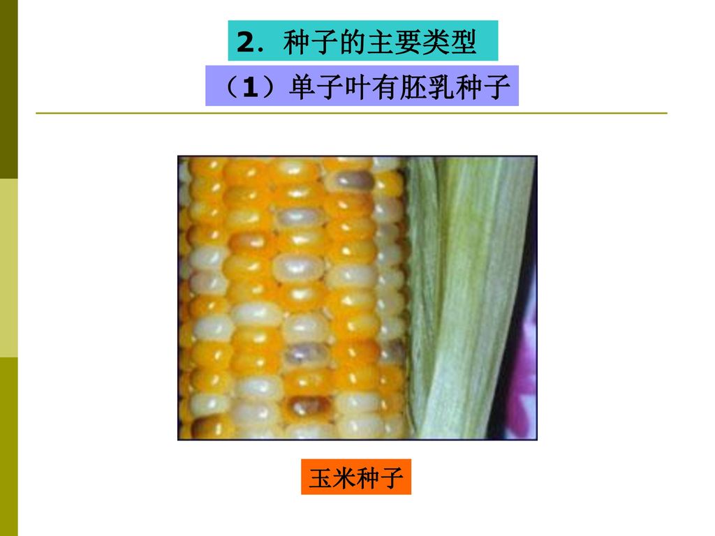 2．种子的主要类型 （1）单子叶有胚乳种子 玉米种子