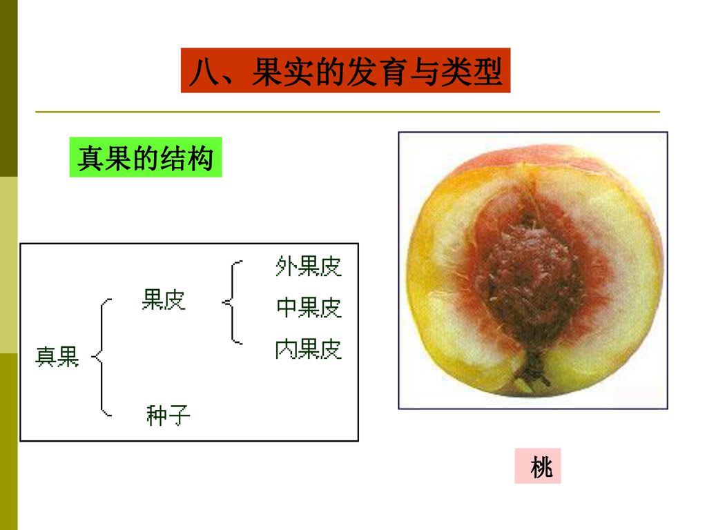 八、果实的发育与类型 真果的结构 桃