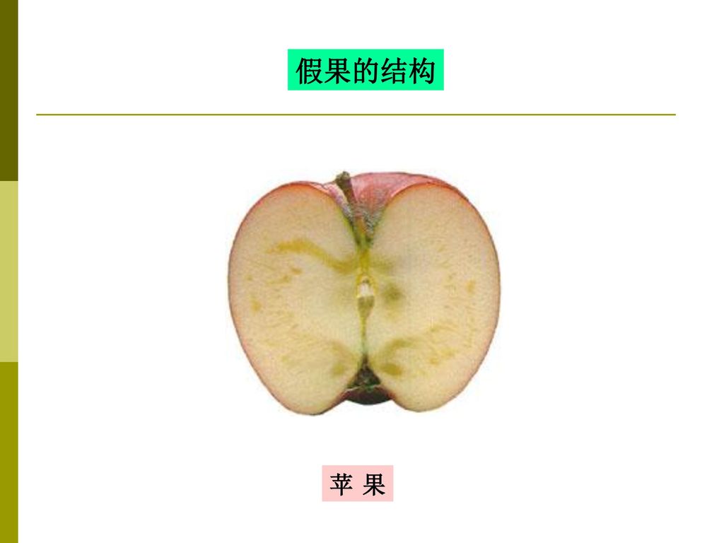 假果的结构 苹 果