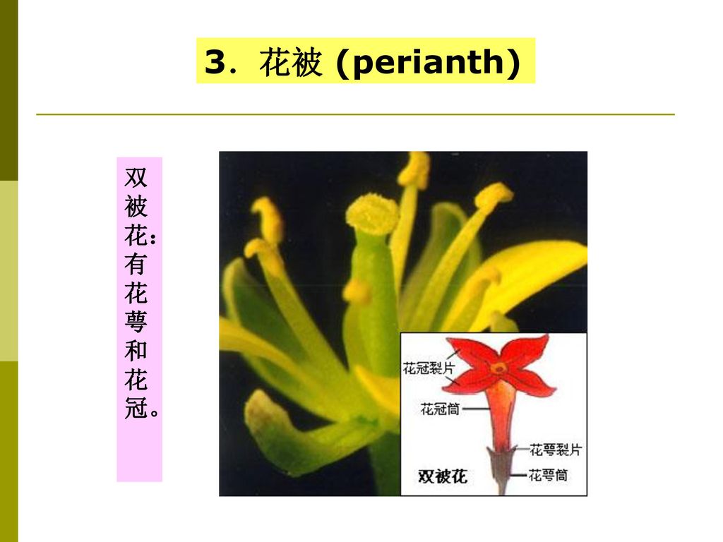 3．花被 (perianth) 双被花：有花萼和花冠。