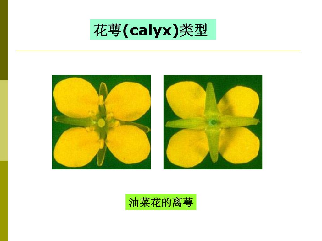 花萼(calyx)类型 油菜花的离萼