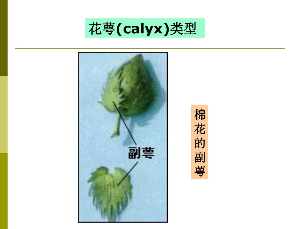 花萼(calyx)类型 棉花的副萼
