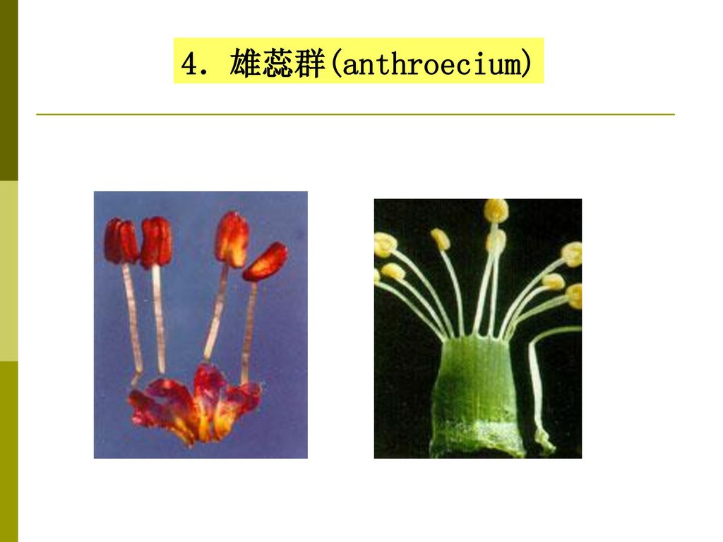 4．雄蕊群(anthroecium)
