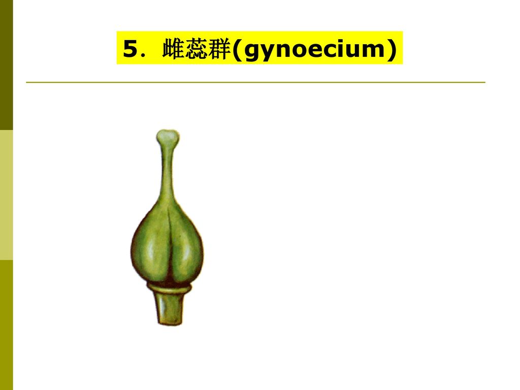 5．雌蕊群(gynoecium)