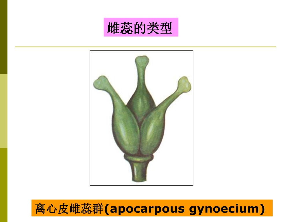 雌蕊的类型 离心皮雌蕊群(apocarpous gynoecium)