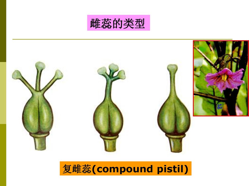 雌蕊的类型 复雌蕊(compound pistil)