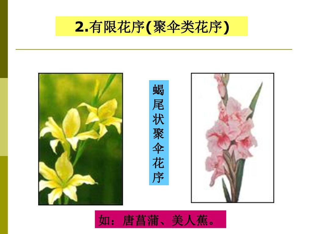 2.有限花序(聚伞类花序) 蝎尾状聚伞花序 如：唐菖蒲、美人蕉。