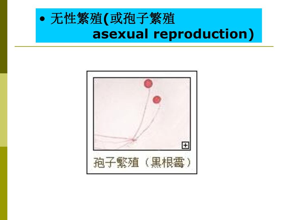 无性繁殖(或孢子繁殖 asexual reproduction)