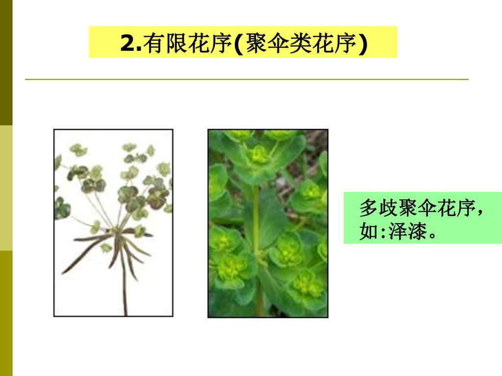 2.有限花序(聚伞类花序) 多歧聚伞花序， 如:泽漆。