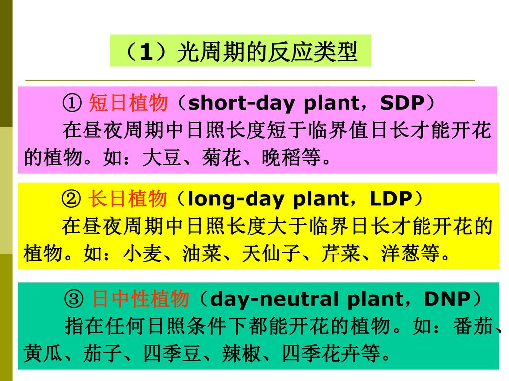（1）光周期的反应类型 ① 短日植物（short-day plant，SDP）