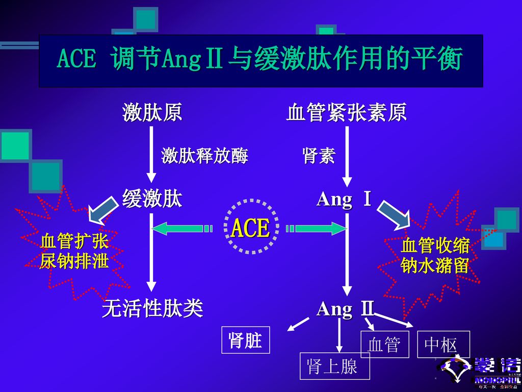 ACE 调节AngⅡ与缓激肽作用的平衡 激肽原 血管紧张素原 激肽释放酶 肾素 缓激肽 Ang Ⅰ ACE 无活性肽类 Ang Ⅱ
