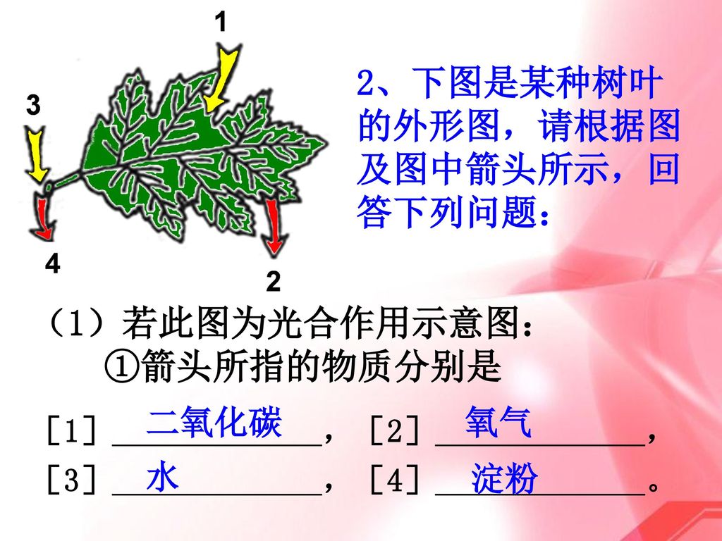2、下图是某种树叶的外形图，请根据图及图中箭头所示，回答下列问题：