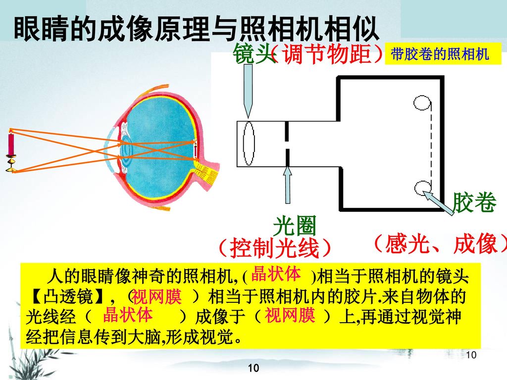 眼睛的成像原理与照相机相似 镜头 （调节物距） 胶卷 光圈 （感光、成像） （控制光线） 晶状体