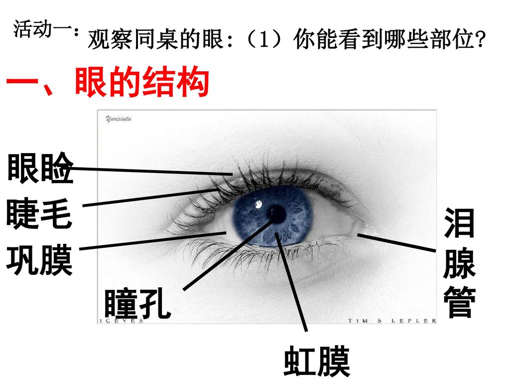 活动一： 观察同桌的眼:（1）你能看到哪些部位 一、眼的结构 眼睑 睫毛 巩膜 瞳孔 虹膜 泪腺管