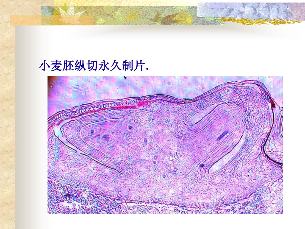 16 4,水稻胚囊形成与发育过程