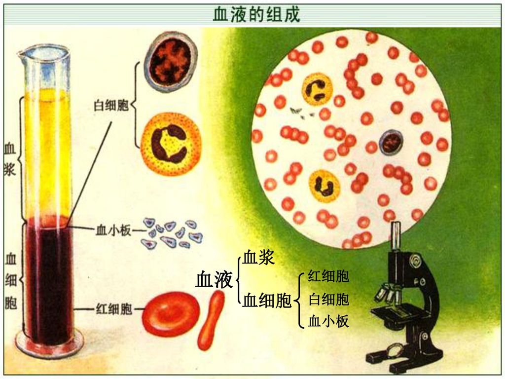 血浆 血液 红细胞 血细胞 白细胞 血小板