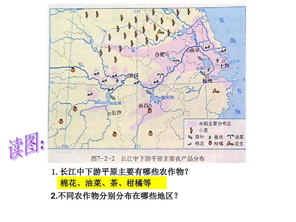 读图： 1.长江中下游平原主要有哪些农作物？ 棉花、油菜、茶、柑橘等 2.不同农作物分别分布在哪些地区？