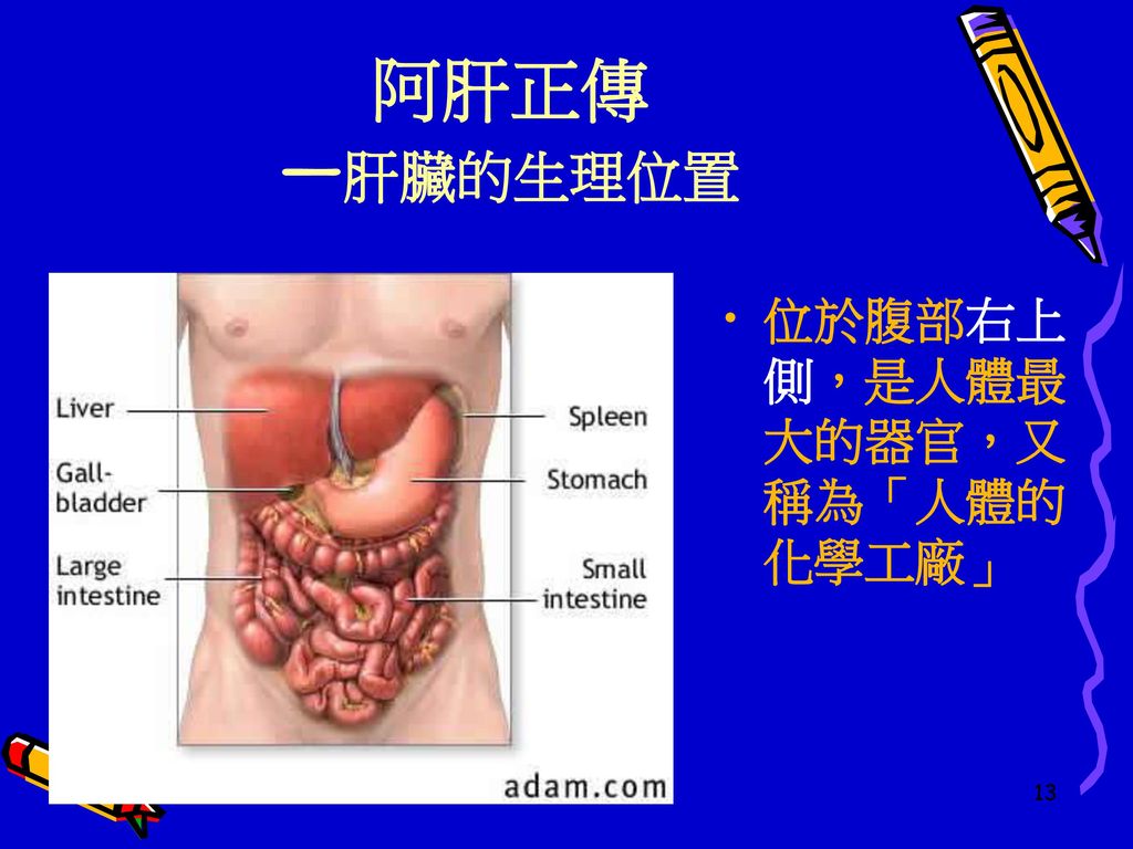 阿肝正傳 —肝臟的生理位置 位於腹部右上側，是人體最大的器官，又稱為「人體的化學工廠」