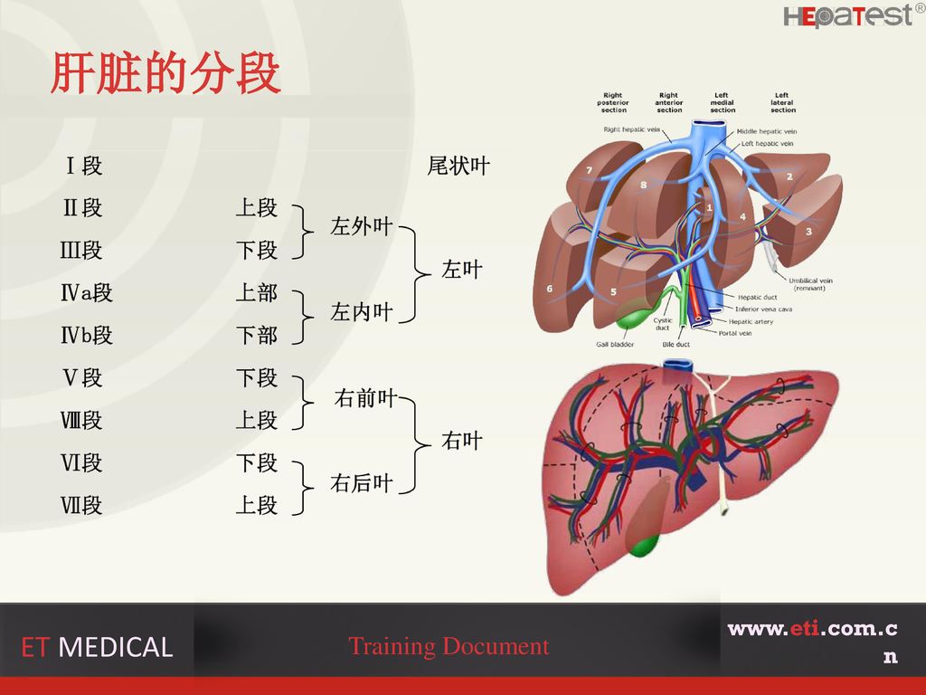 肝脏的管道系统 et medical training document 肝内管道包括glisson