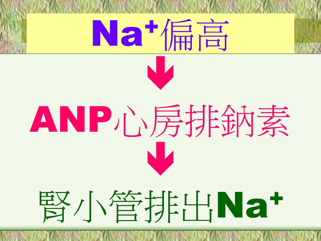Na+偏高  ANP心房排鈉素 腎小管排出Na+