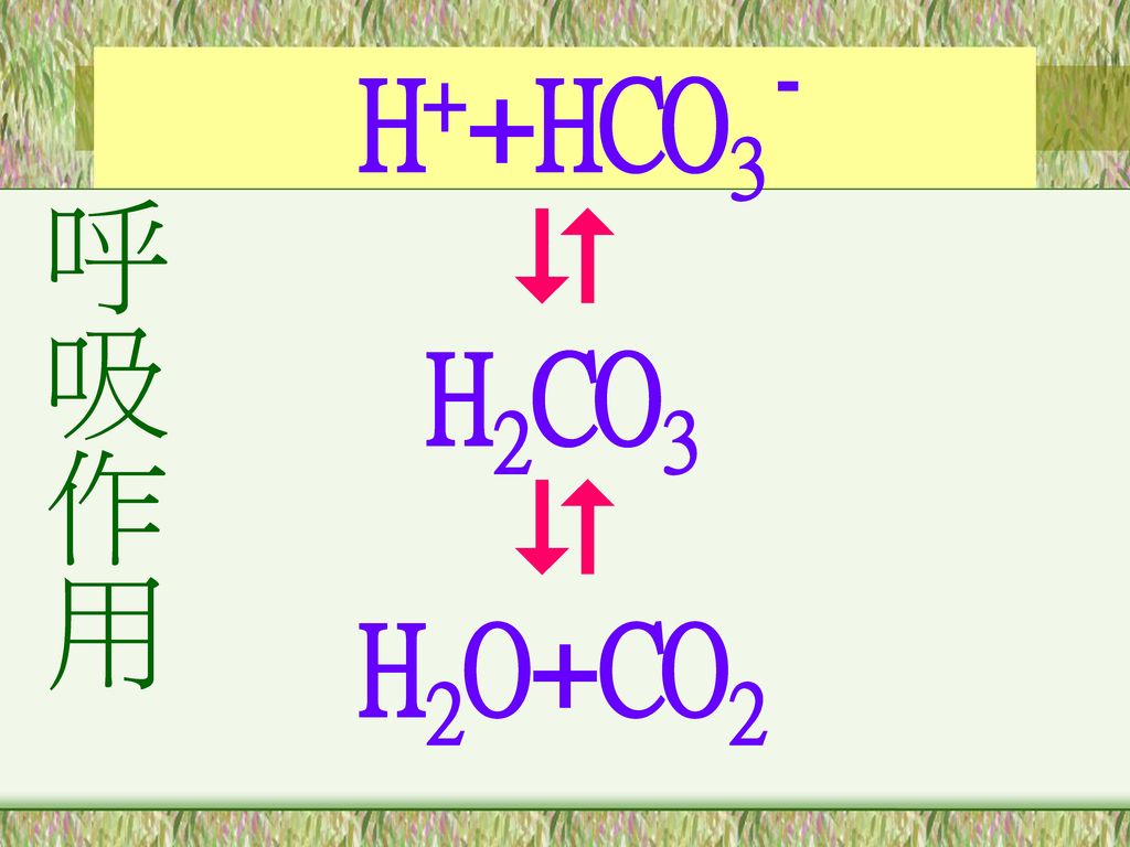 H++HCO3 - 呼吸作用  H2CO3 H2O+CO2