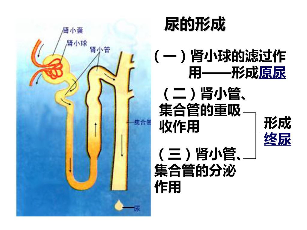 尿的形成 （一）肾小球的滤过作用——形成原尿 （二）肾小管、集合管的重吸收作用 形成终尿 （三）肾小管、集合管的分泌作用