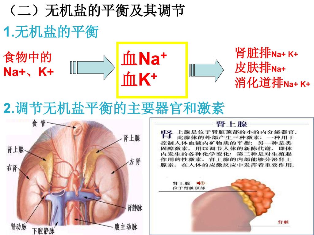血Na+ 血K+ 来源 去路 （二）无机盐的平衡及其调节 1.无机盐的平衡 2.调节无机盐平衡的主要器官和激素 肾脏排Na+ K+ 食物中的