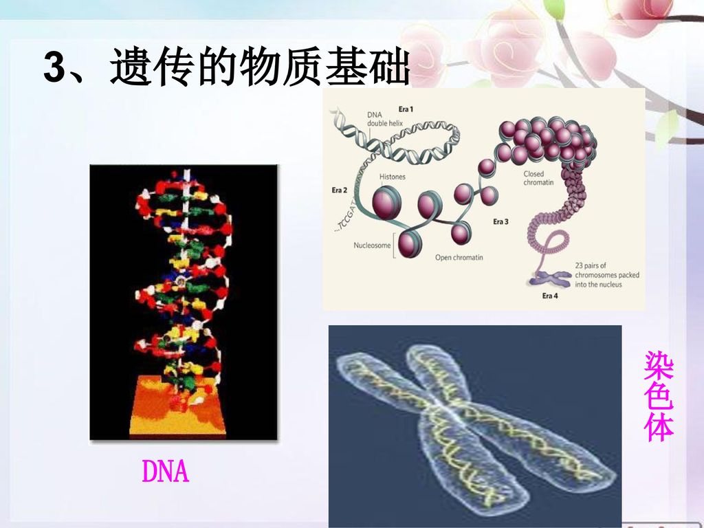 DNA 细胞核 染色体 蛋白质