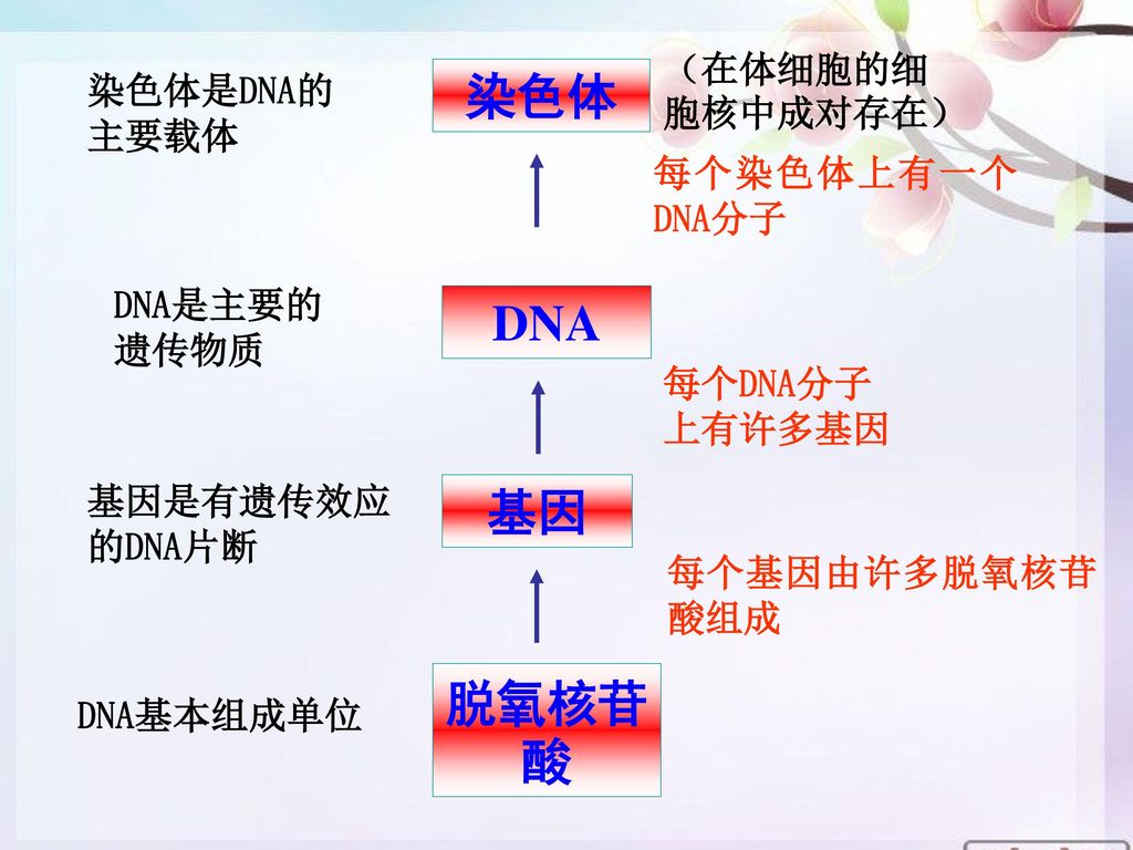 3、遗传的物质基础 染色体 DNA