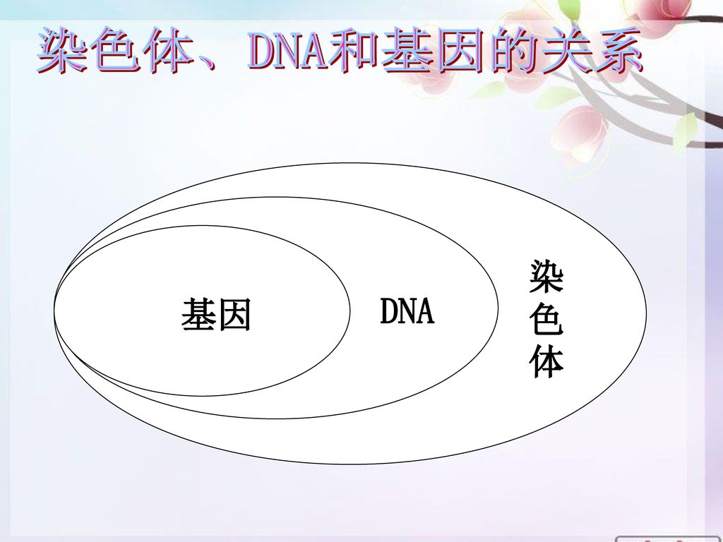 染色体 DNA 基因 脱氧核苷酸 （在体细胞的细胞核中成对存在） 染色体是DNA的 主要载体 每个染色体上有一个DNA分子 DNA是主要的