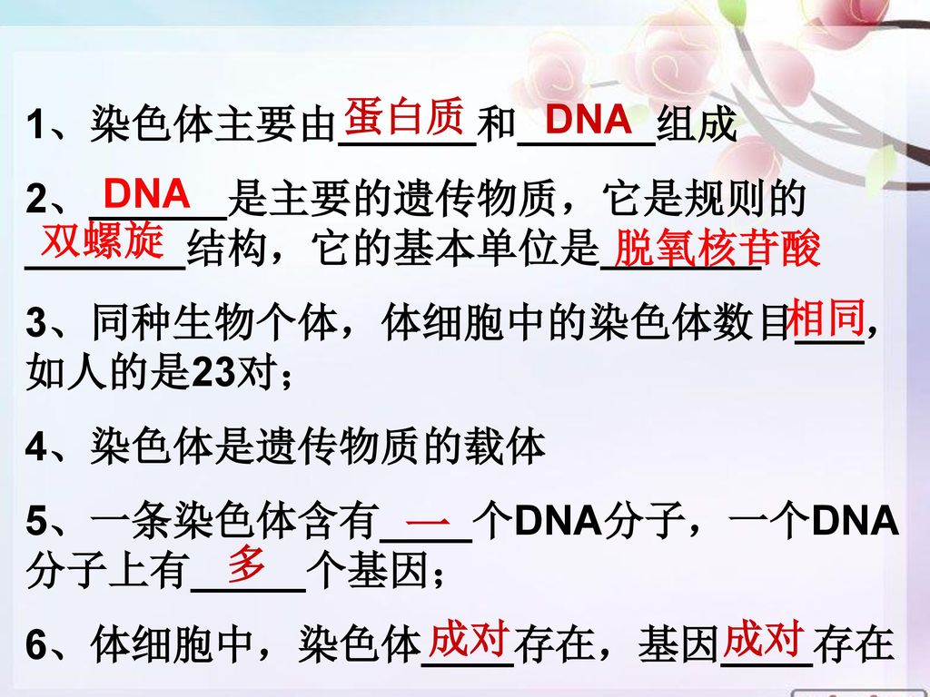 染色体、DNA和基因的关系 染色体 DNA 基因