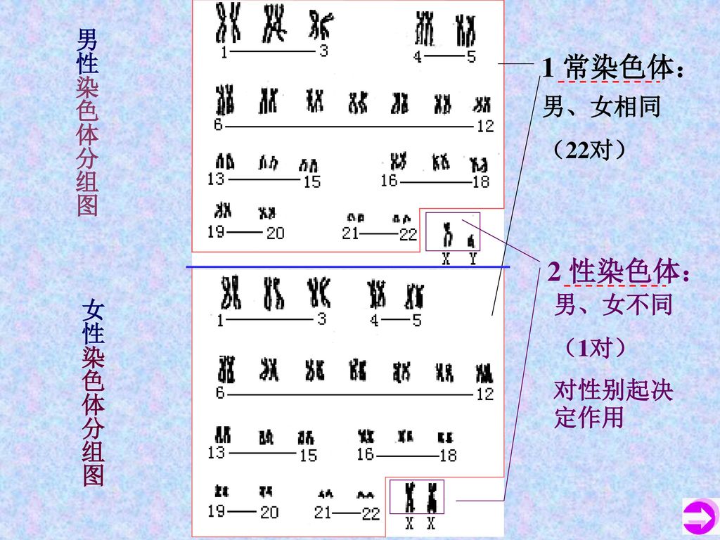 男性染色体分组图 1 常染色体： 男、女相同 （22对） 2 性染色体： 男、女不同 （1对） 女性染色体分组图 对性别起决定作用