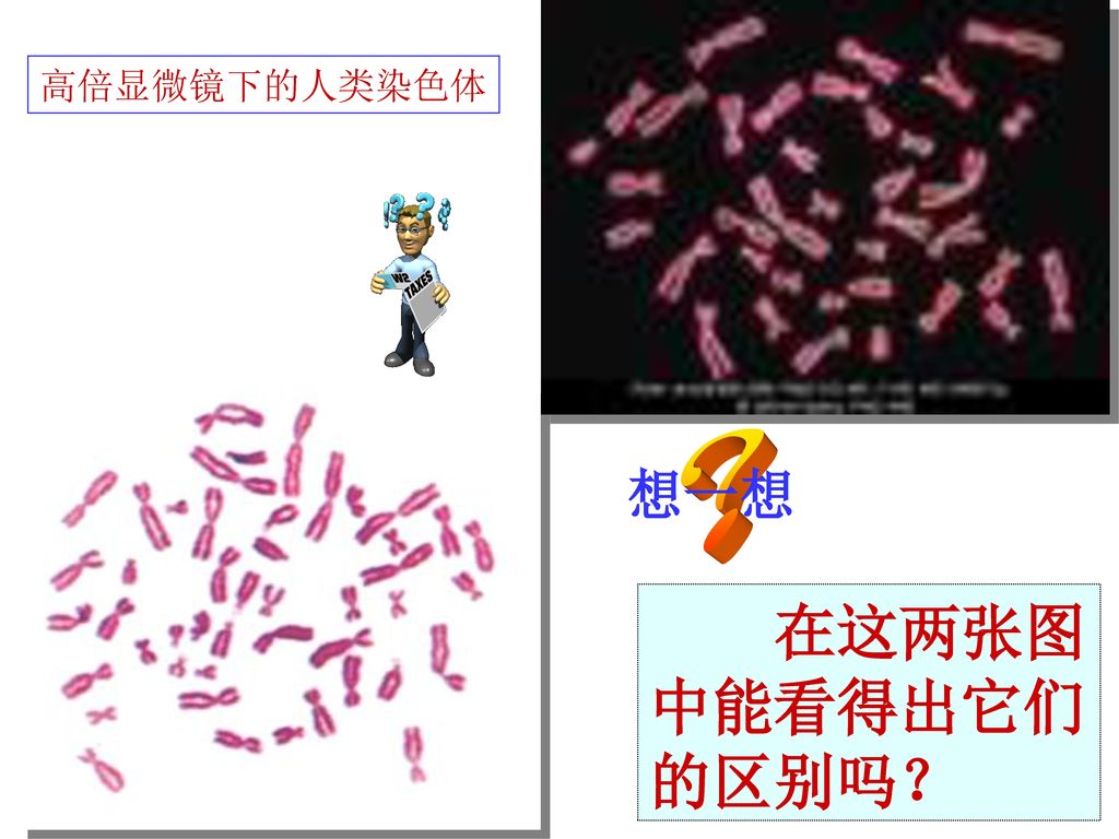 高倍显微镜下的人类染色体 ？ 想一想 在这两张图中能看得出它们的区别吗？