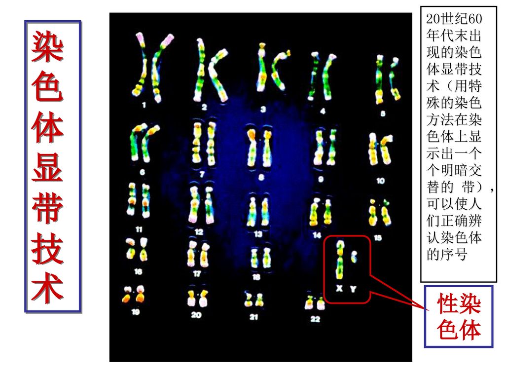 20世纪60年代末出现的染色体显带技术（用特殊的染色方法在染色体上显示出一个个明暗交替的 带），可以使人们正确辨认染色体的序号