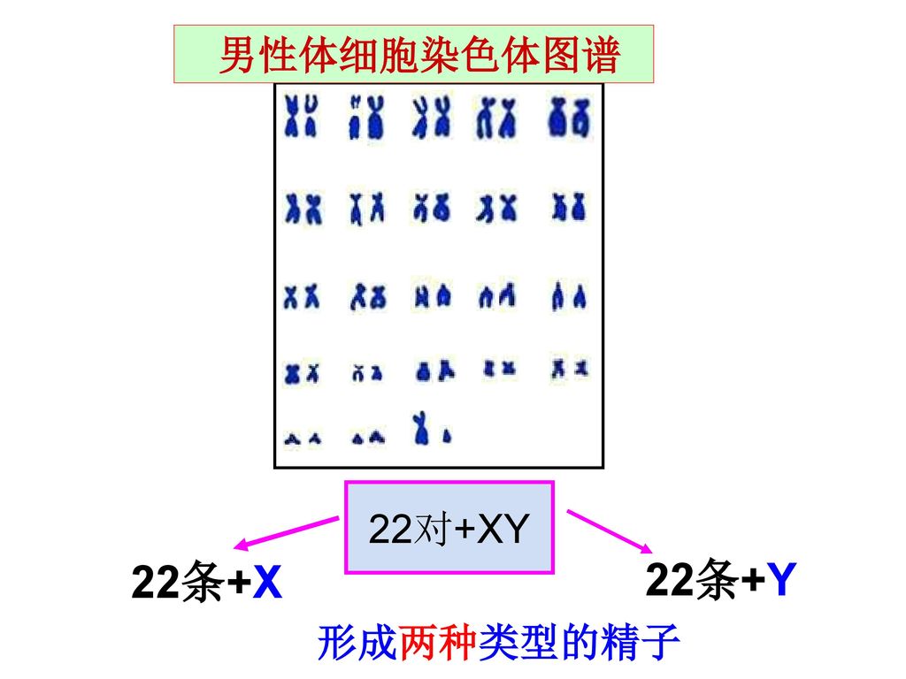 男性体细胞染色体图谱 精子的类型 22对+XY 22条+Y 22条+X 形成两种类型的精子