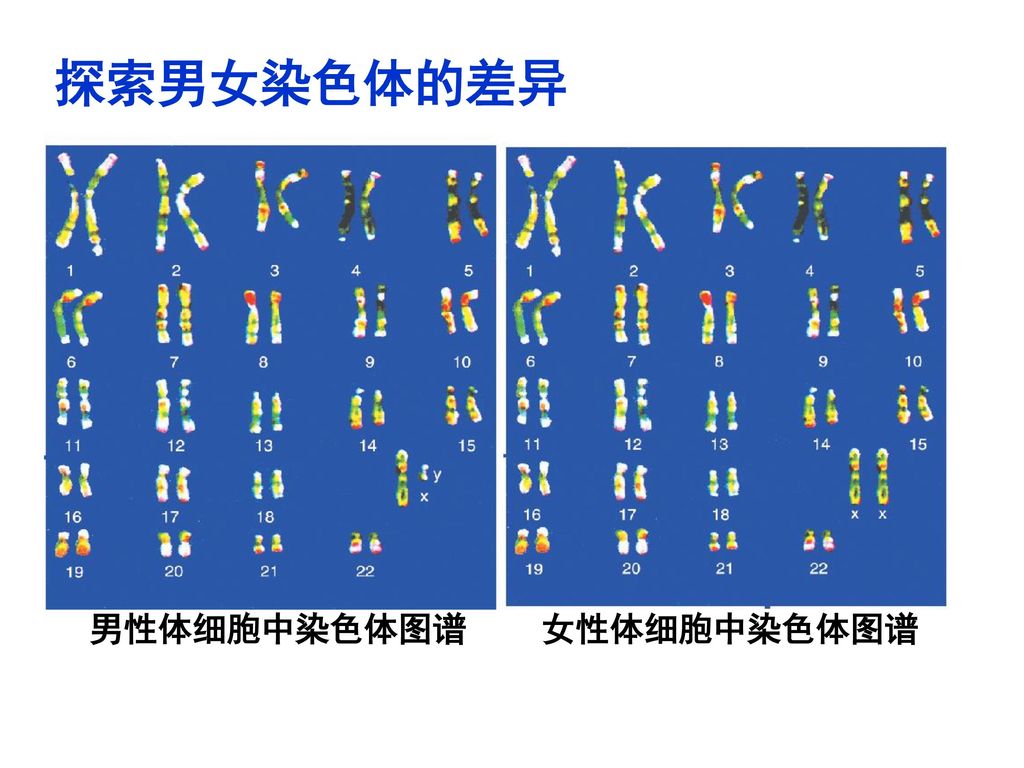 探索男女染色体的差异 男性体细胞中染色体图谱 女性体细胞中染色体图谱