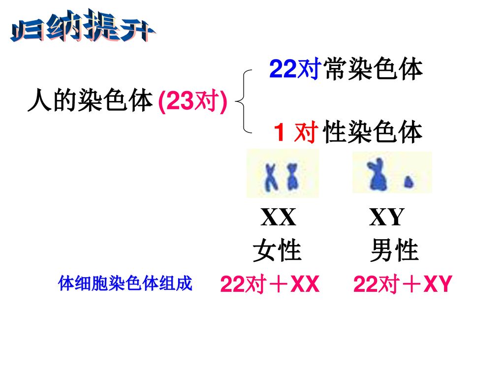 归纳提升 常染色体 22对 人的染色体 (23对) 性染色体 1 对 XX XY 女性 男性 体细胞染色体组成 22对＋XX 22对＋XY