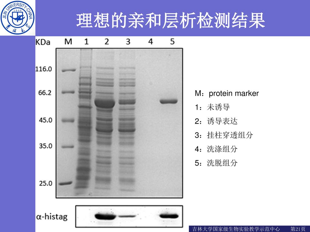 理想的亲和层析检测结果 M：protein marker 1：未诱导 2：诱导表达 3：挂柱穿透组分 4：洗涤组分 5：洗脱组分
