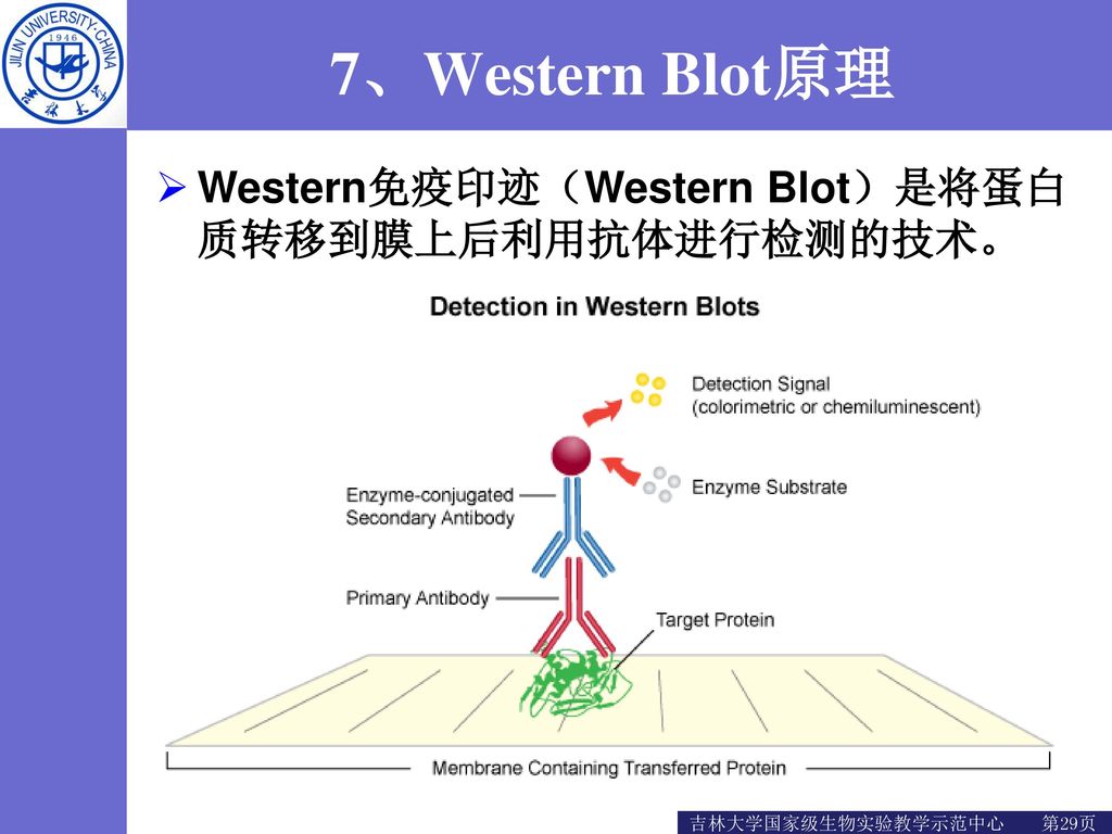 7、Western Blot原理 Western免疫印迹（Western Blot）是将蛋白质转移到膜上后利用抗体进行检测的技术。