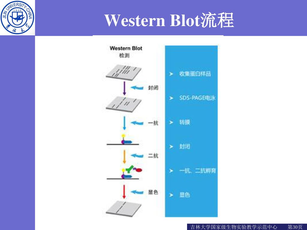 Western Blot流程