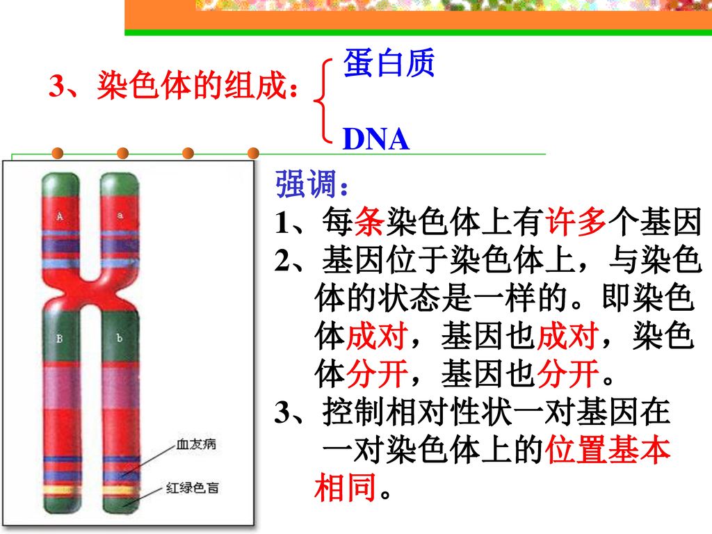 蛋白质 DNA. 3、染色体的组成： 强调： 1、每条染色体上有许多个基因. 2、基因位于染色体上，与染色. 体的状态是一样的。即染色. 体成对，基因也成对，染色. 体分开，基因也分开。