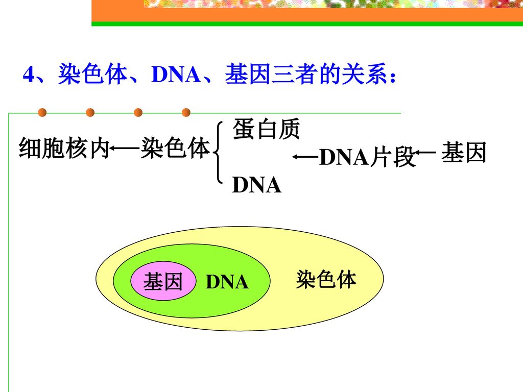4、染色体、DNA、基因三者的关系： 蛋白质 DNA 细胞核内 染色体 基因 DNA片段 染色体 DNA 基因