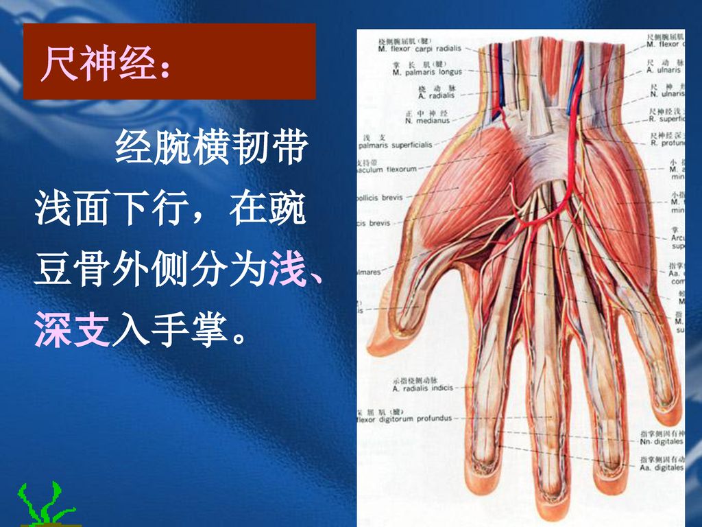 尺神经： 经腕横韧带浅面下行，在豌豆骨外侧分为浅、深支入手掌。