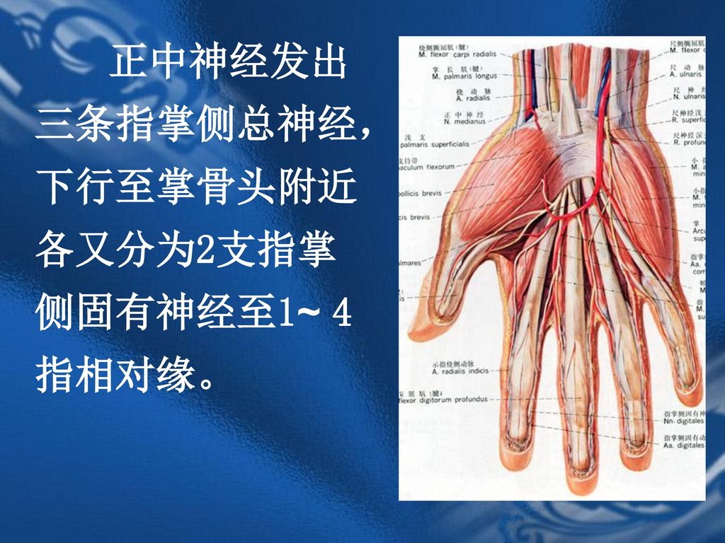 正中神经发出三条指掌侧总神经，下行至掌骨头附近各又分为2支指掌侧固有神经至1~ 4指相对缘。