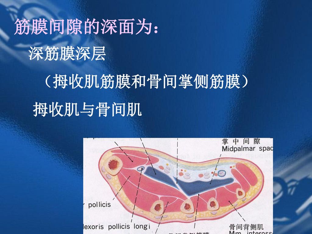 筋膜间隙的深面为： 深筋膜深层 （拇收肌筋膜和骨间掌侧筋膜） 拇收肌与骨间肌