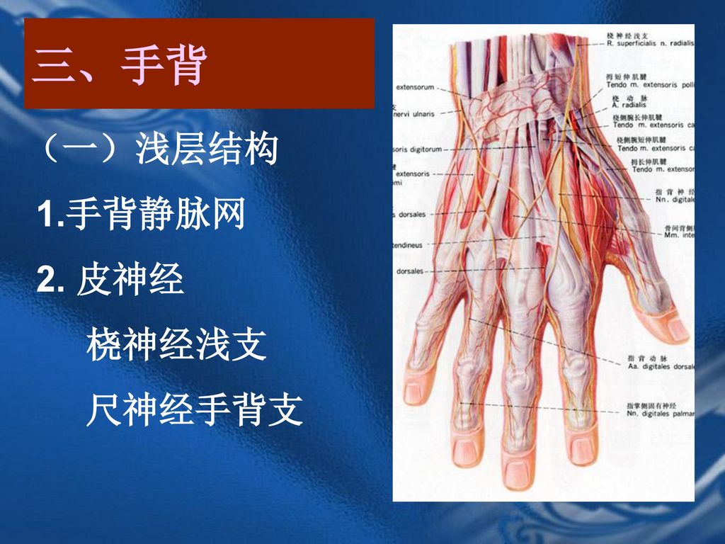 三、手背 （一）浅层结构 1.手背静脉网 2. 皮神经 桡神经浅支 尺神经手背支
